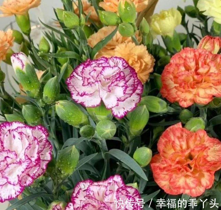 清新迷人的几种花卉,花香易打理,开花艳丽惹人爱,沾土就活