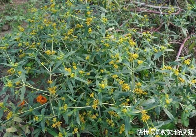 院子|若院子里长这5种草，不管多好看，看到了就铲除，留下是“祸害”