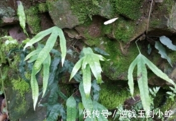 鸡爪|形状酷似“鸡爪”,繁星点点,可遇不可求