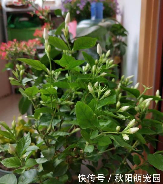 春天了,室内的花别着急出室,1点达不到,小心变“翻车现场”