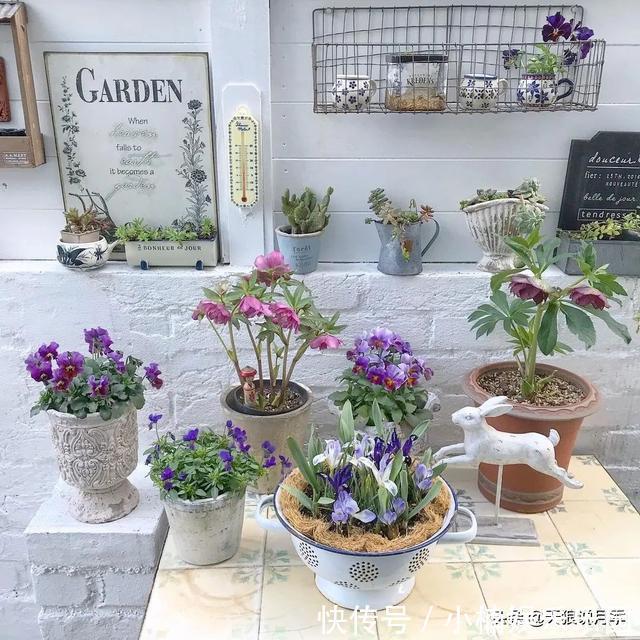 毛地黄|小空间花园打造指南丨四季开花不断,她是怎么做到的?