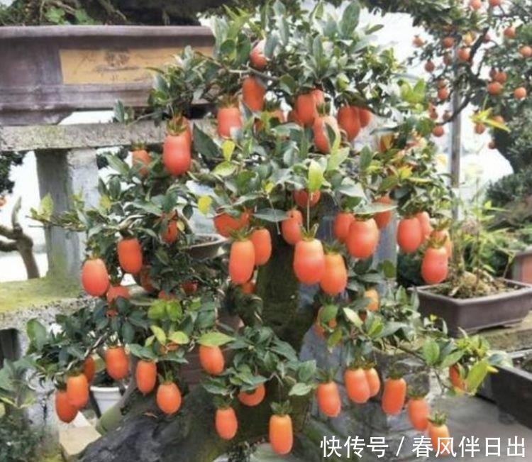 金弹子金弹子|居家就养此款花卉,开花大又香,开出一片花海