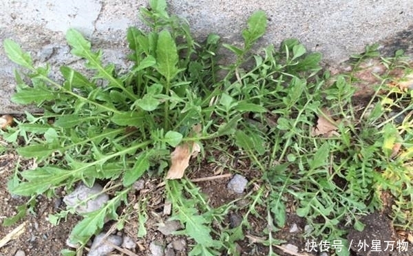 农村|农村最常见的5种野菜,个个都是宝,长期食用好处多多