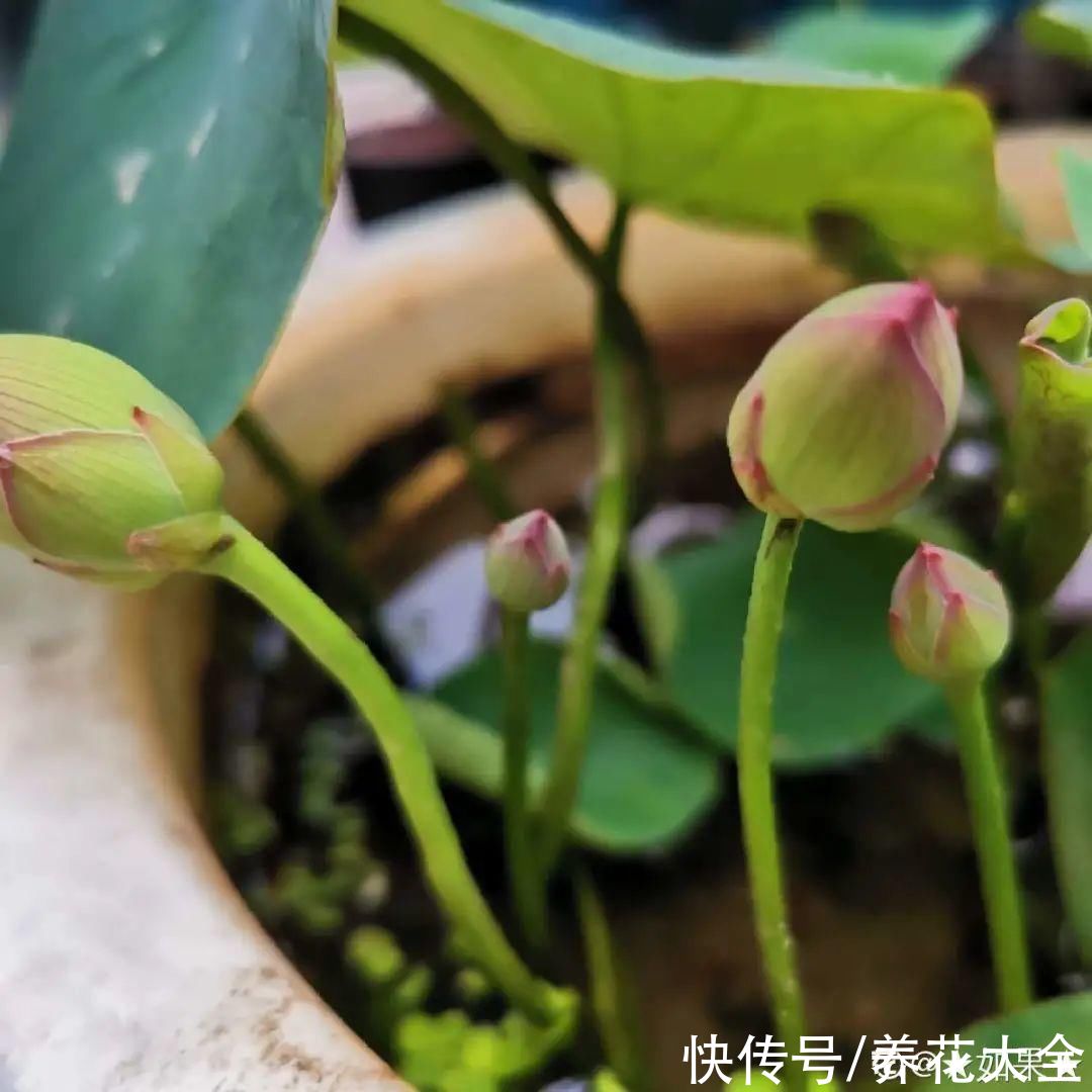 入夏前，10种花要赶紧施肥，不然以后没花看