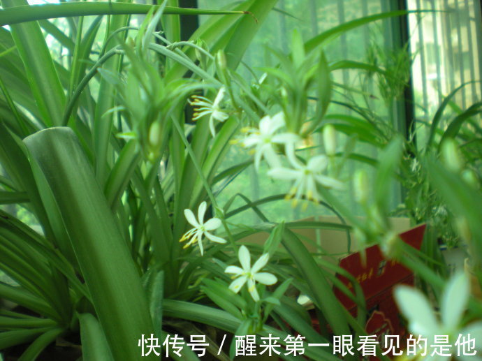 喜欢养护花卉，就在家中养护好养的3种花卉，太美了，很喜欢的花