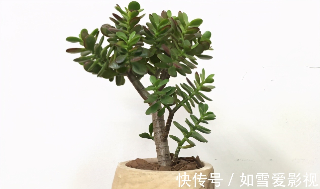 枯叶|这1点没做好,多肉颜值会下降!看看高手怎么处理枯叶