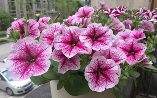 5月逛花市，捡漏很轻松，这4种花“闭眼入”，耐热抗晒开花多