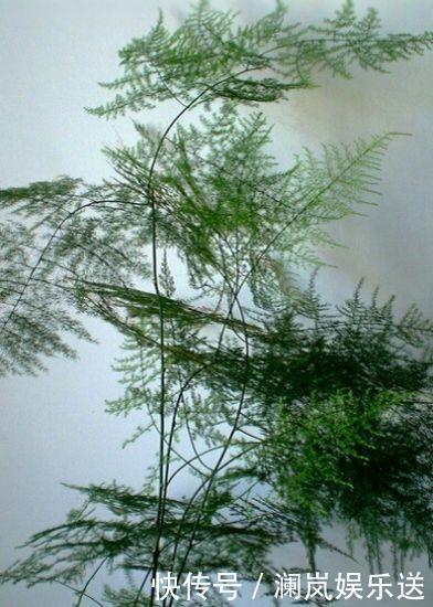 修剪|文竹如何修剪简单“1招”,新芽不断冒,株型漂亮,茁壮茂盛