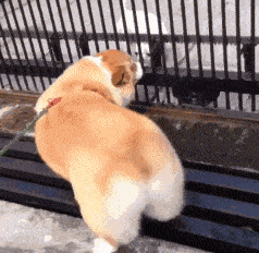 |搞笑GIF趣图:我有给手机降温的好方法