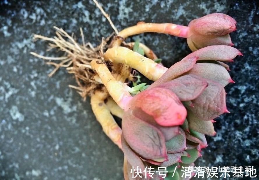 不喜水的多肉,却可以水培2种操作方法,肉肉照样出状态