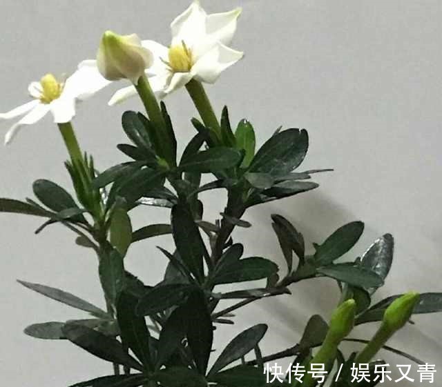 为何在夏季分盆的栀子花,茎干绿油油,就是不发芽,该怎么办