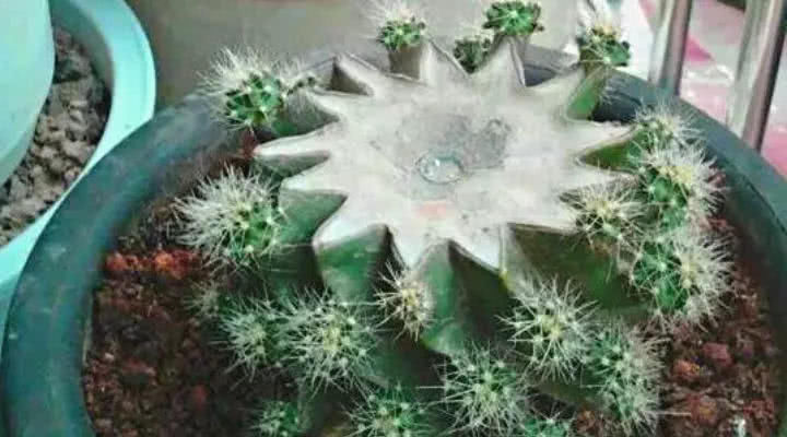 穷养|这6种花就要穷养,不花钱不用管,个个肥得流油