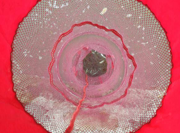 盆子|最近家门口的溪流里面马口鱼泛滥,三个小时就钓了一盆子