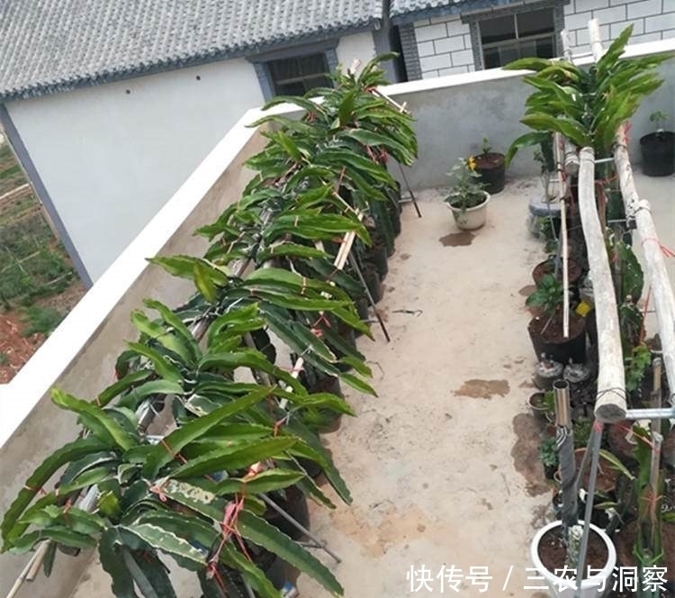 可当饭|果期长达半年,在阳台栽一棵,掌握种植要点,可当饭当水果