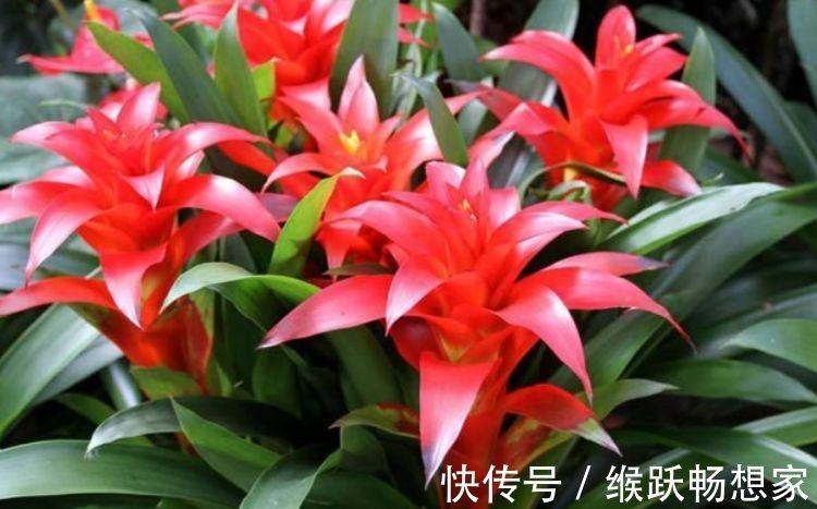 凤仙花|家里要养3种花，开花吉祥又喜庆，时来运转，越过越富裕有钱