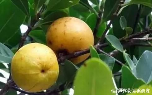 牙齿|形似山竹通体金黄，多吃牙齿会变黄，儿时用它下饭，如今很少人种