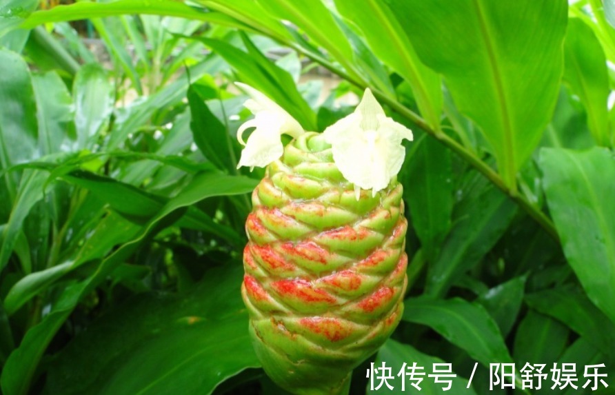 想在桌面养一盆植物,可以试试这种多肉,养护简单,叶片四季常绿