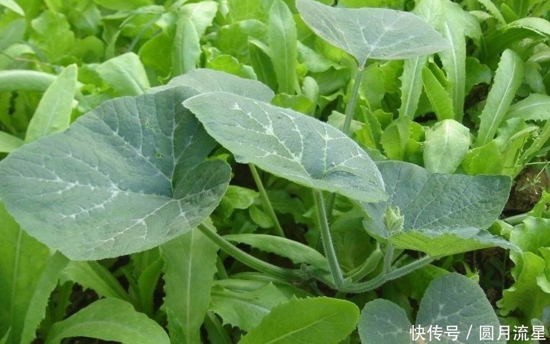  农村|农村喂猪的野菜，预防贫血，排毒养颜，功效多多，你认识吗