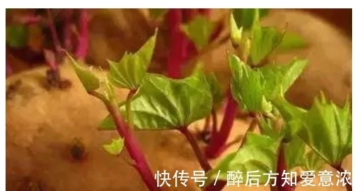 男子把红薯放玻璃瓶，结果让他成邻居模仿对象！