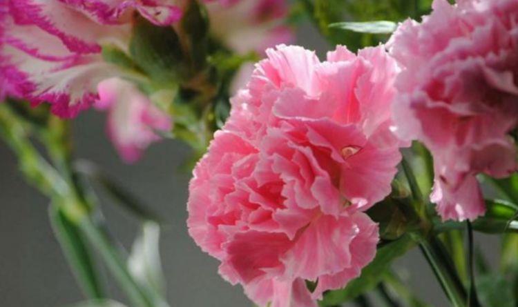 3种花美的出奇,不仅花好看,名字也好听,养在阳台开成花海