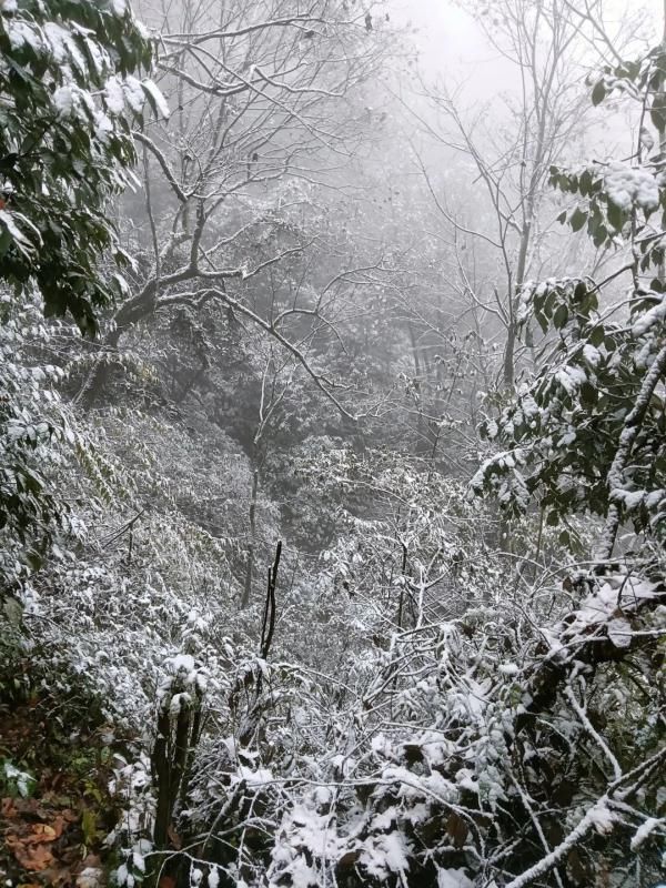 四川|今日立冬，四川这些地方下雪了 ！