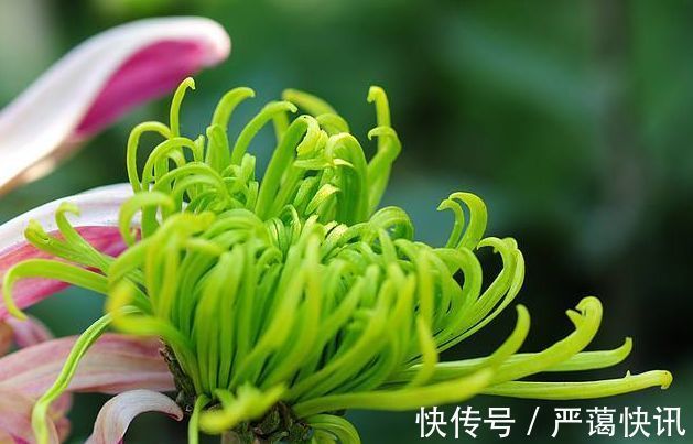 喜欢菊花,就养盆“珍稀名菊”绿云,似“彩云偏偏”,开花爆盆