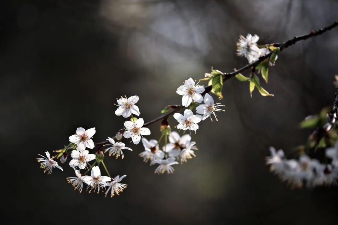 老年|云龟山万亩野樱花怒放，简直美到犯规！
