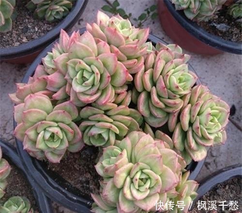 群生|容易群生的3种“多肉”，侧芽多繁殖快，颜色美，一年长到一大盆！