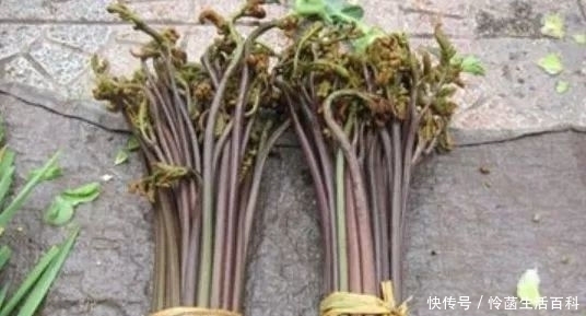 价格|农村人称“山菜之王”的野菜,采摘正合适,价格与牛肉不相上下