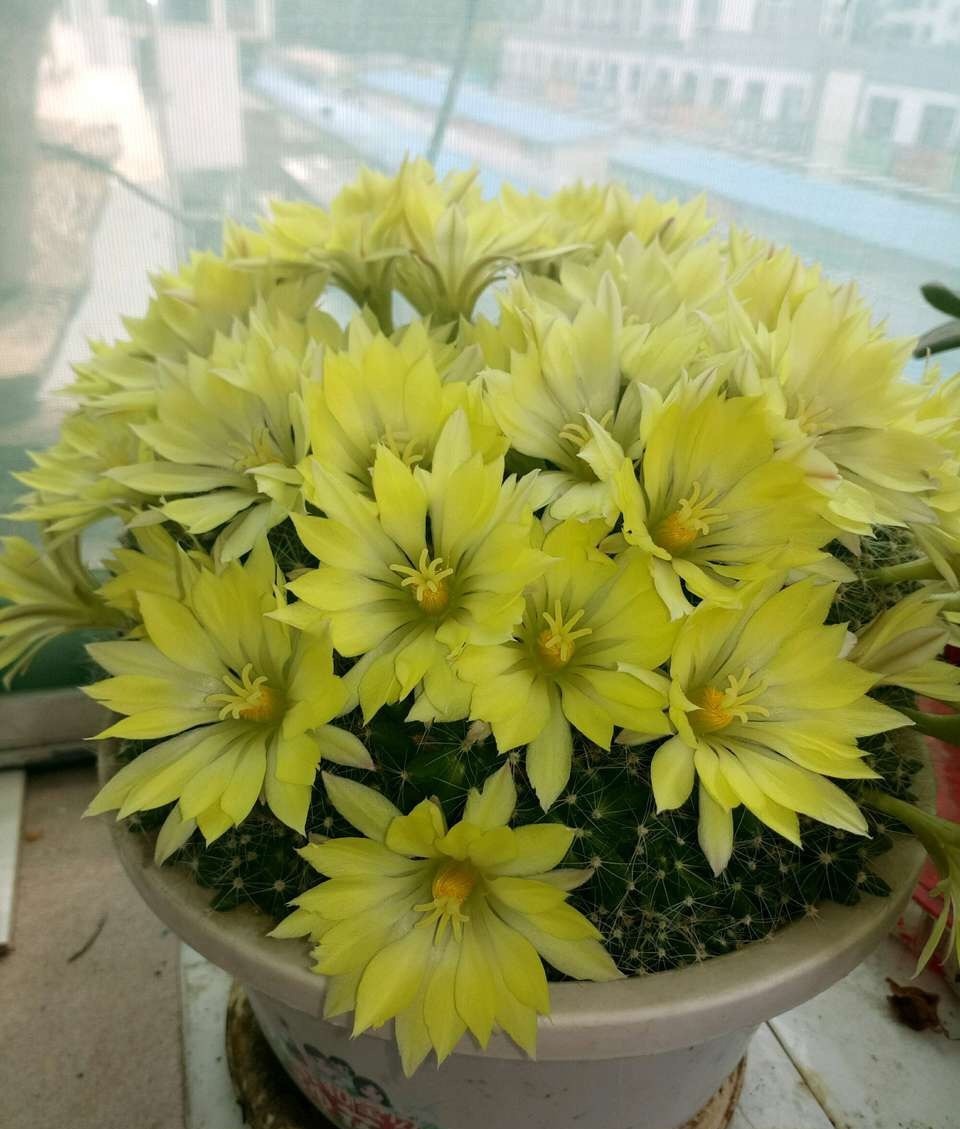 60岁的他,退休只养仙人球,10个品种,开花比月季还漂亮