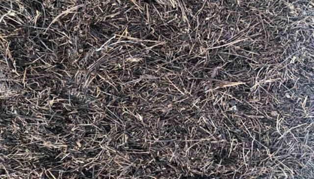 花卉|万能养花之宝,盆里放一点,不黄叶、不烂根、不生虫还不用肥