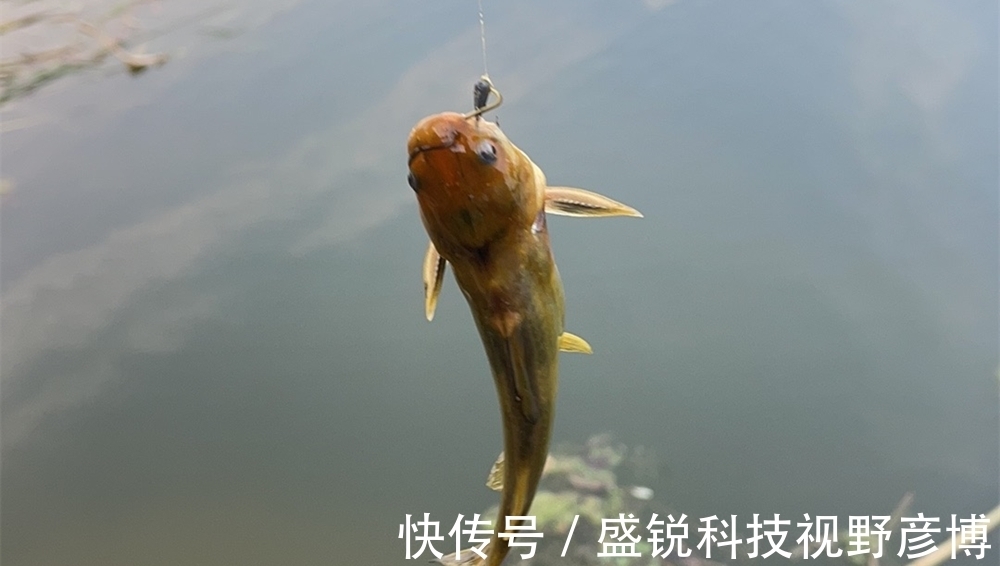 能手|七星漂钓组游钓技巧,只用来底钓鲫鱼就浪费了,钓浮也是小能手!