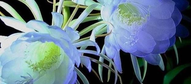 美人|世界上最短暂的花像月下的美人,盛开2小时后就凋谢