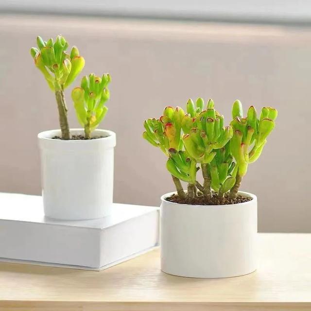 吉祥|8种“丑花”,个个都有好兆头,家里养几盆,镇宅吉祥,越养越爱