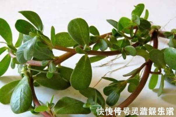 传染病|马齿笕加白酒泡一泡,除了白发变黑发,还有4大好处不请自来