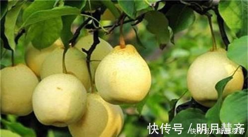 胆固醇|人到中年想长寿,3种食物换着吃,降低胆固醇,平肝降压,更健康