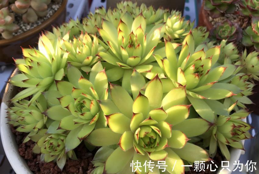 6种多肉不怕冻,越冷越好看,冻成“美肉”,冬天不养真亏