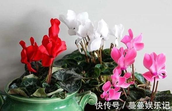 养殖仙客来要注意什么?了解5个关键点,植株枝叶多、开花多