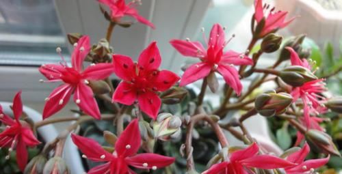 此款冷门多肉，开花鲜艳漂亮，人称“花仙子”，养过的人不多