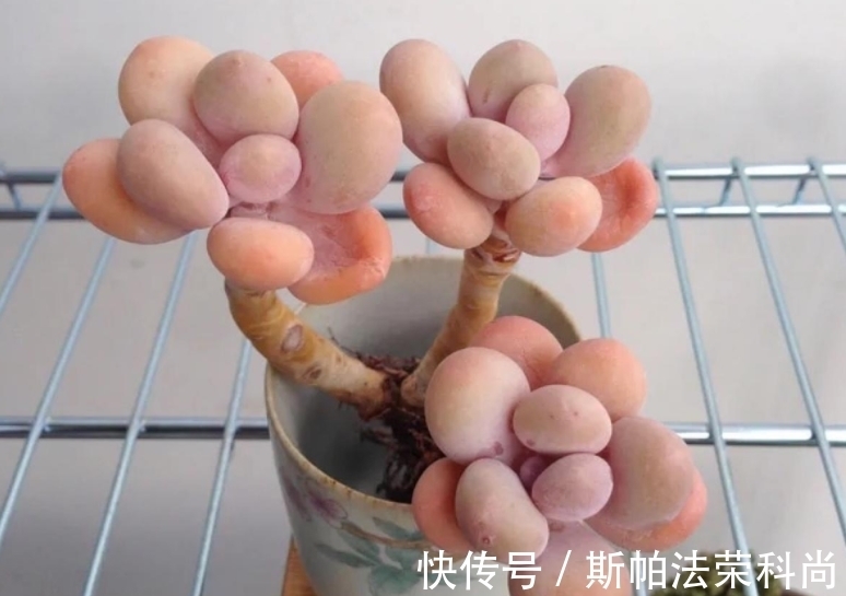 养多肉桃蛋,前提条件做好,做足“1多2少”,养出粉嫩“丸叶”