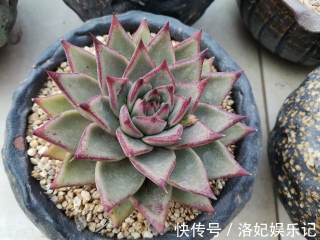 施肥|杨阿姨家的多肉15天浇一次生长水,3个月大变样,成就感满满