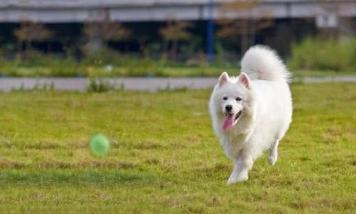 地球上10大名狗 金毛寻回犬和拉布拉多上榜 你家养了哪个 快资讯