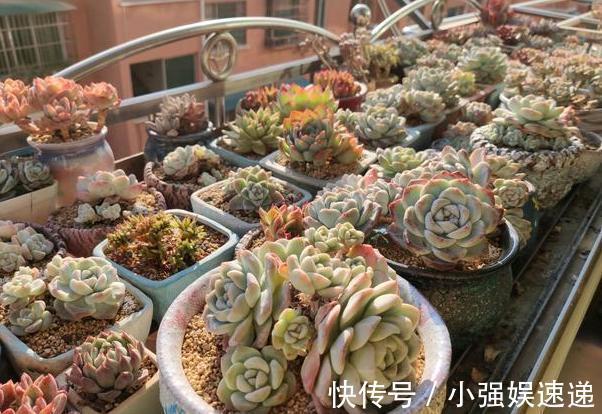 多肉盆栽叶片有''这信号'',记得趁早换盆土,不然来不及抢救