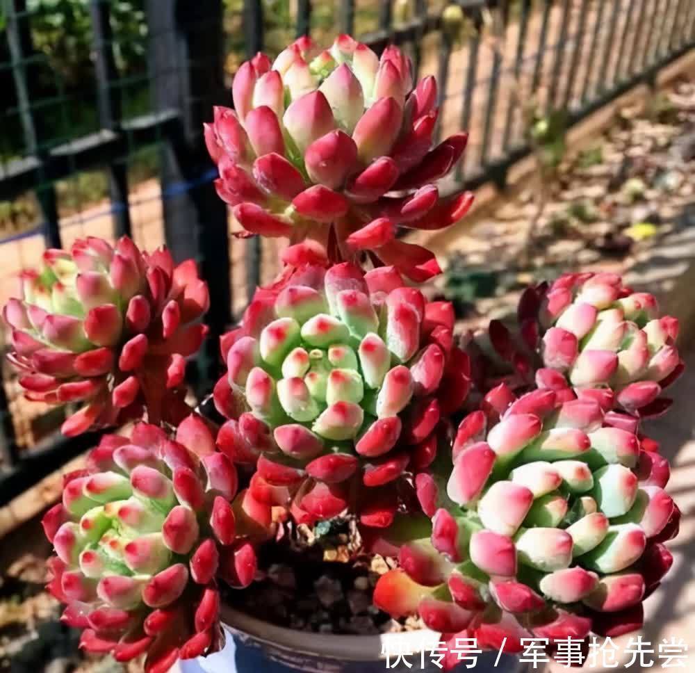 秋冬|他养多肉10多年,总结出9个易出“高价老桩”的品种,适合新手