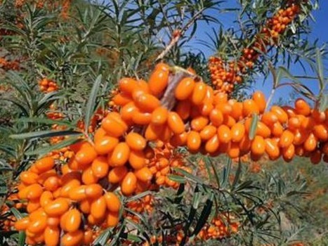 脑梗|常头晕头痛或是脑供血不足，坚持吃3物，有助疏通血管、防脑梗