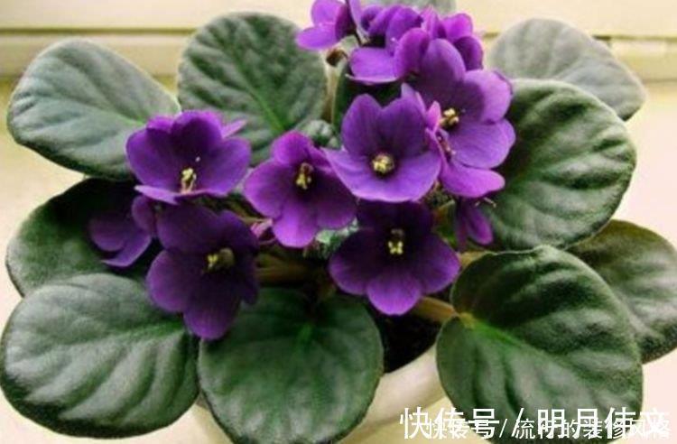 凤仙花性|4种花很适合阳台养，花香四溢，花朵烂漫迷人，开花一簇簇4