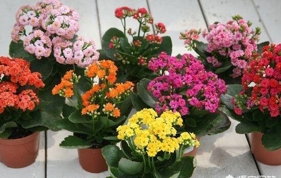 落花苞|长寿花开得正艳,倒了一瓶啤酒,结果“悲催”了