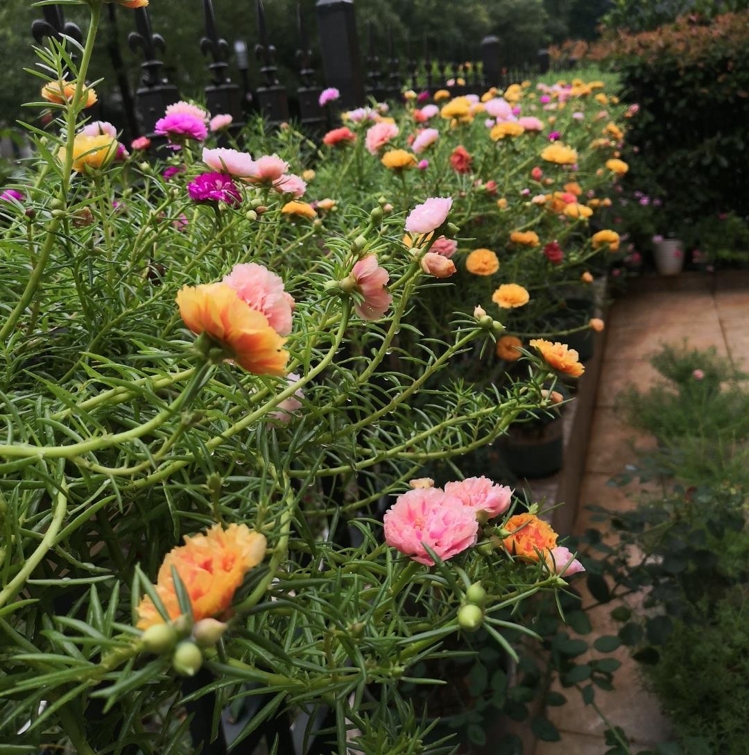 浇水|夏天养太阳花，记住3招，花苞更多，花朵更大花色更艳