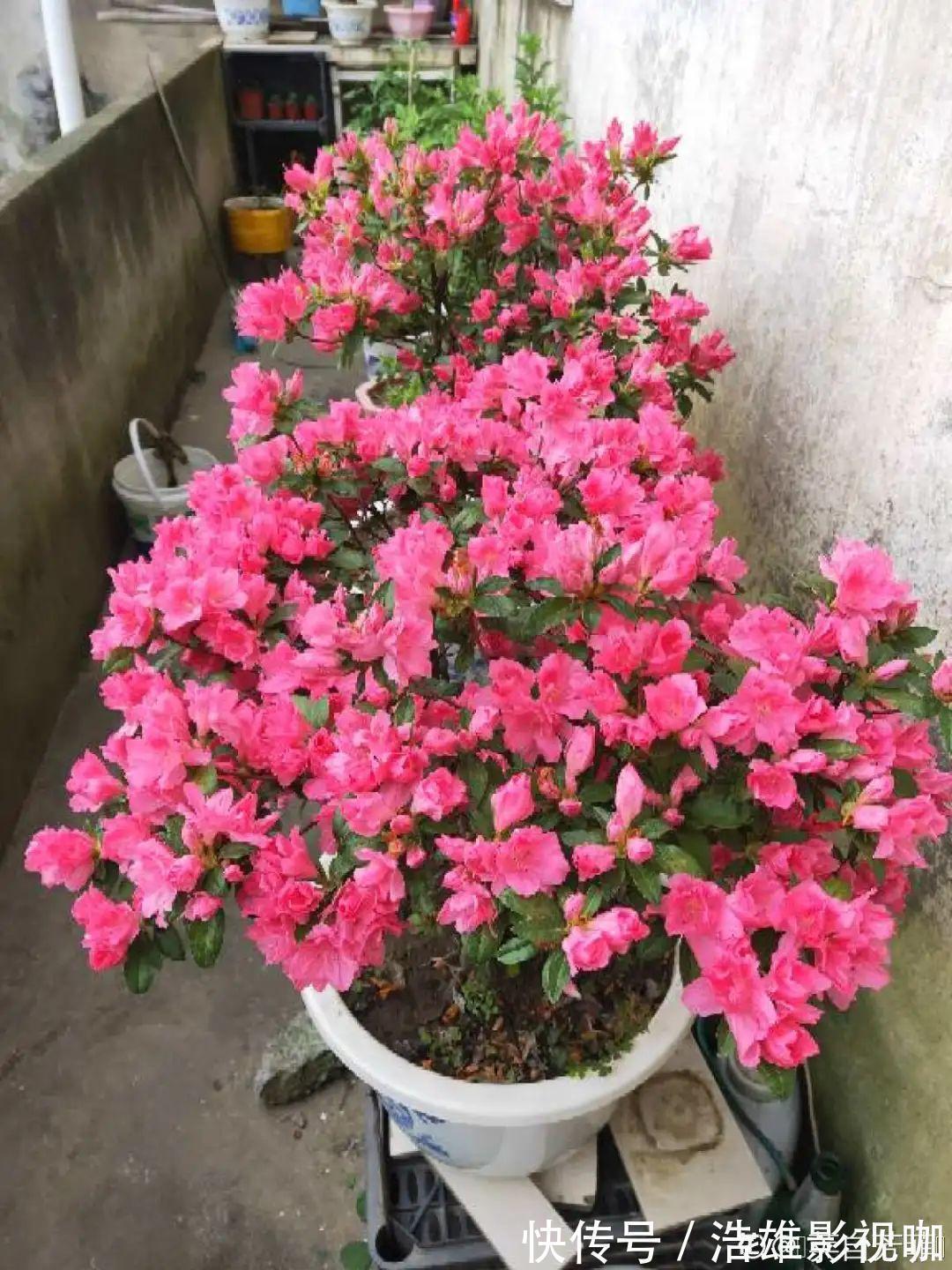 君子兰|君子兰千万别喷水，一喷水就烂叶，3天就要死翘翘！