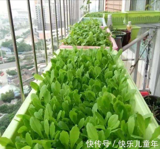 栽种|5步教你盆栽韭菜,根根粗壮“像小葱”,过年割了,包饺子